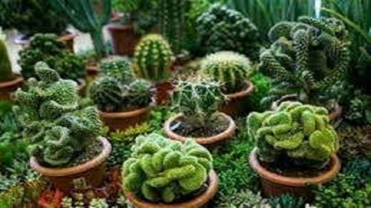 حمایت مالی از بانوی روشندل با توسعه پرورش گل و گیاه