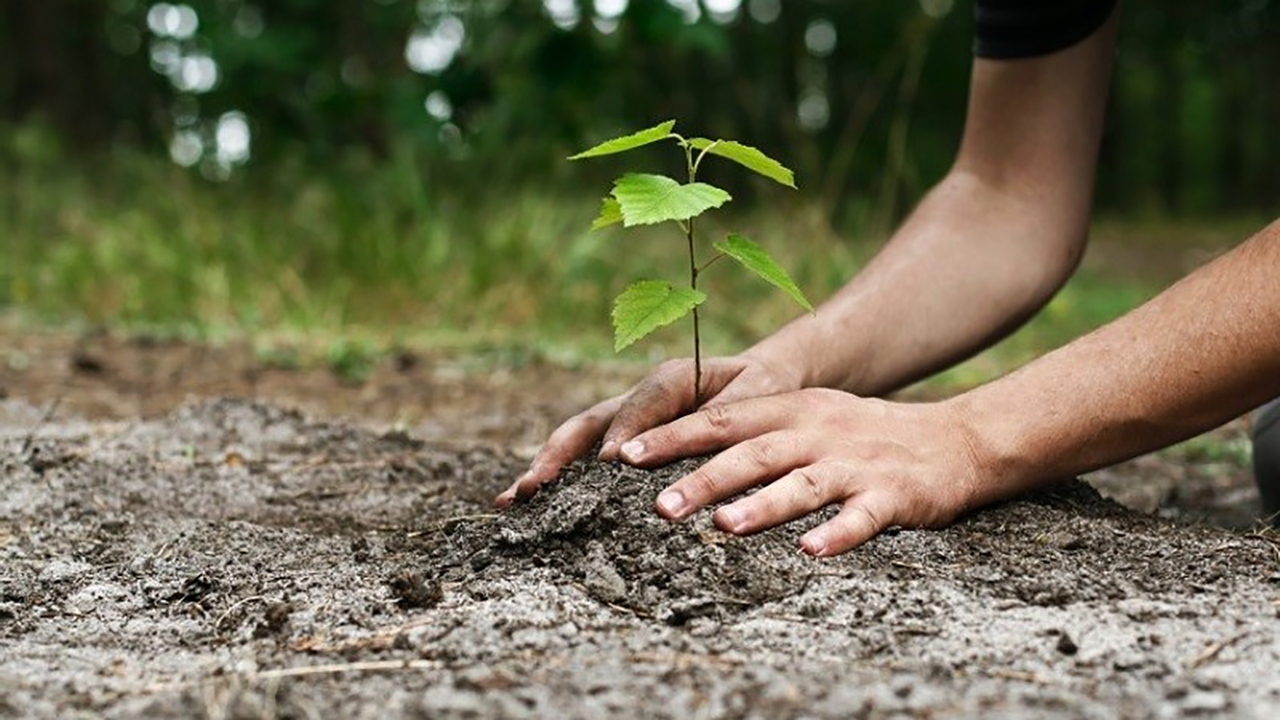 کاشت ۷ هزار و ۳۰۰ اصله نهال توسط محکومان جایگزین حبس در گلستان