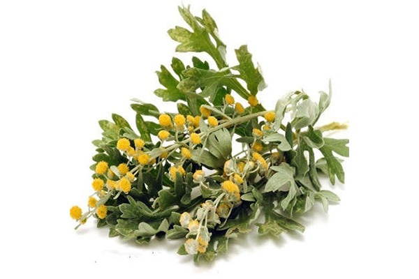 افسنطین افسنطین