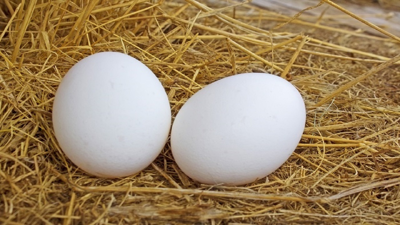 قیمت جدید تخم مرغ در میادین میوه و تره بار