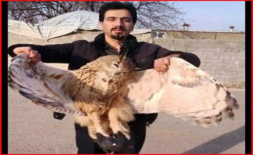 برق گرفتگی بزرگترین جغد ایران در شاهین دژ