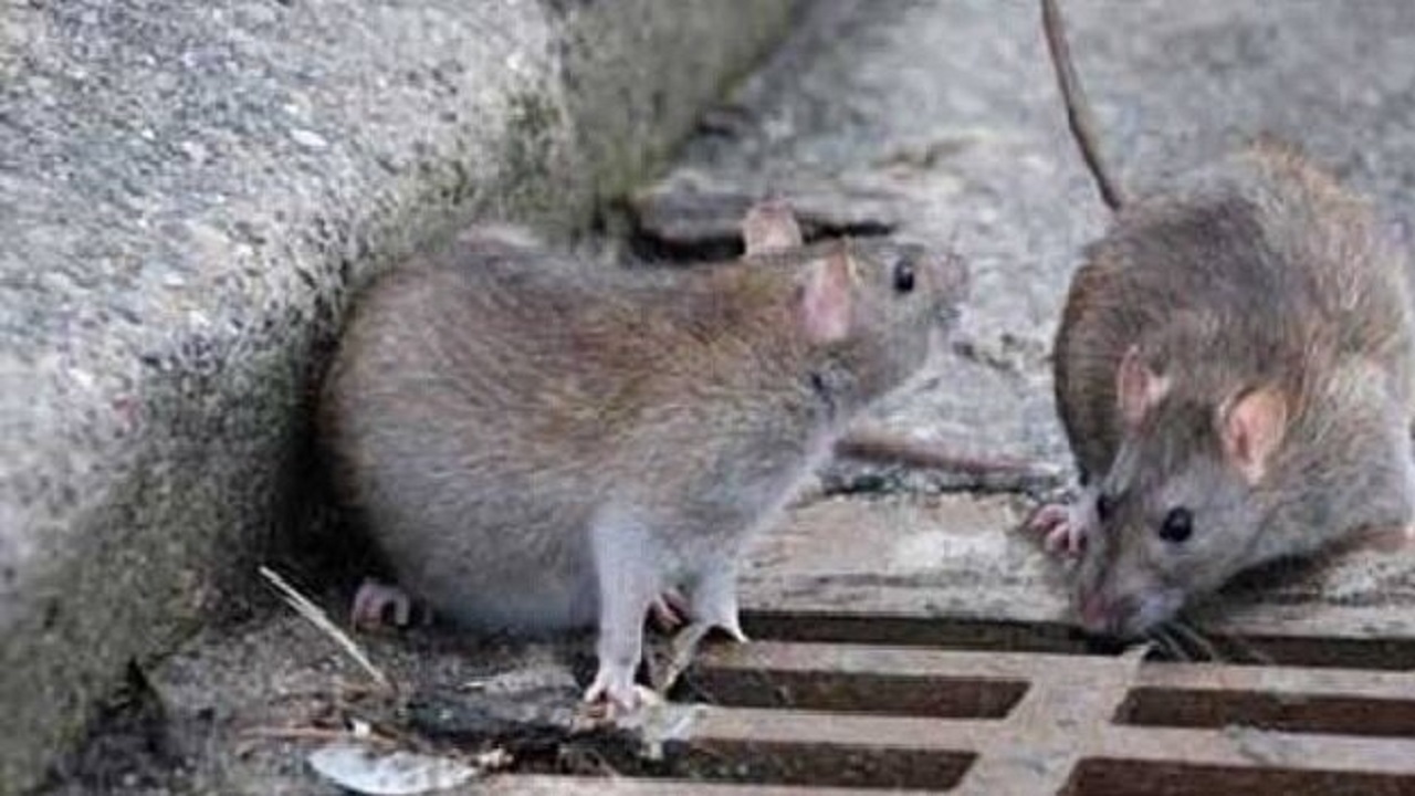 موش های مشهد عقیم می شوند