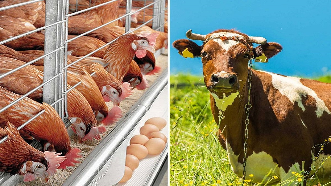 بازرسی واحد‌های پرورش دام و طیور بهاباد