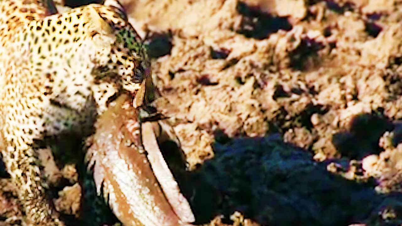 ماهی گیری پلنگ گرسنه +  فیلم