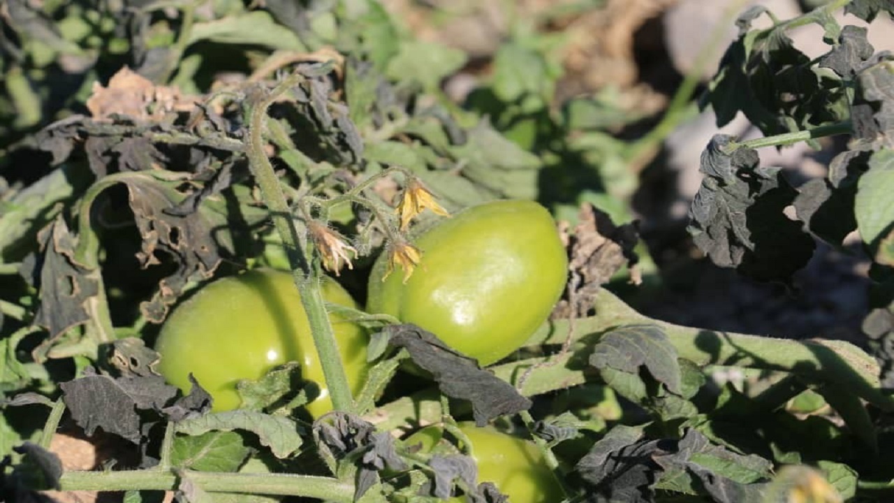 خسارت ۶۰۰ میلیون تومانی سرما به مزارع کشاورزی بشاگرد