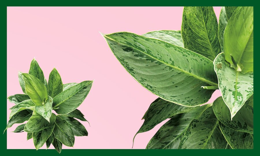 ۱۰ گیاهی که فضای خانه را شاداب می&zwnj;کند