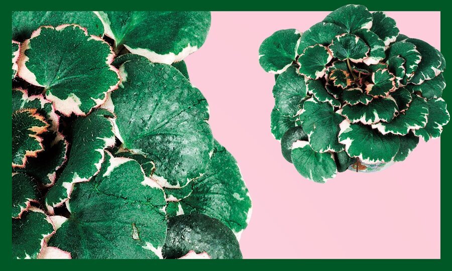 ۱۰ گیاهی که فضای خانه را شاداب می&zwnj;کند