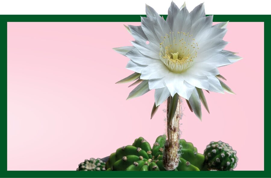 ۱۰ گیاهی که فضای خانه را شاداب می&zwnj;کند