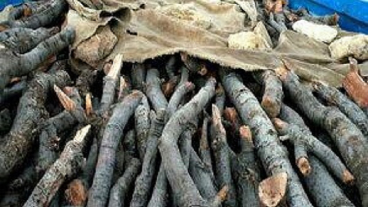 کشف انبار دپوی چوب جنگلی قاچاق در سروآباد