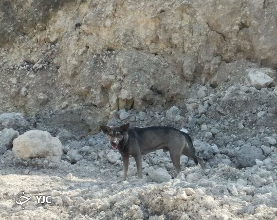 سگ ولگرد!