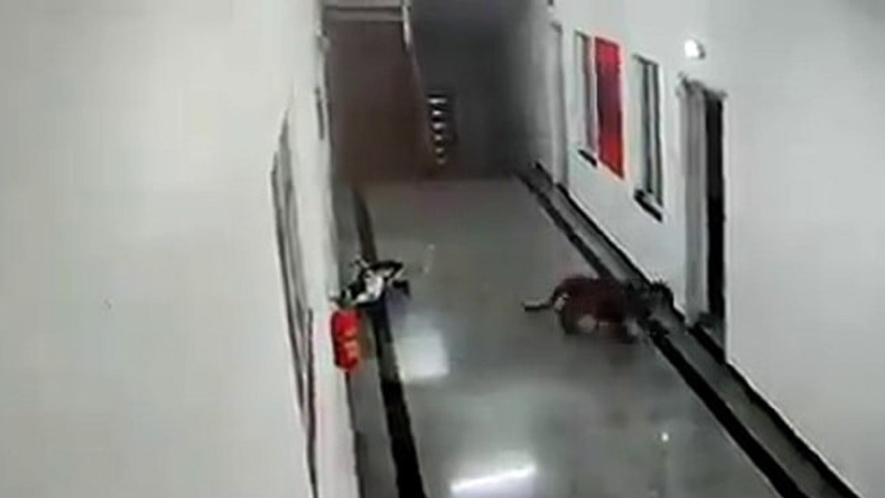 وحشت کارکنان با دیدن پلنگ در دانشگاه!