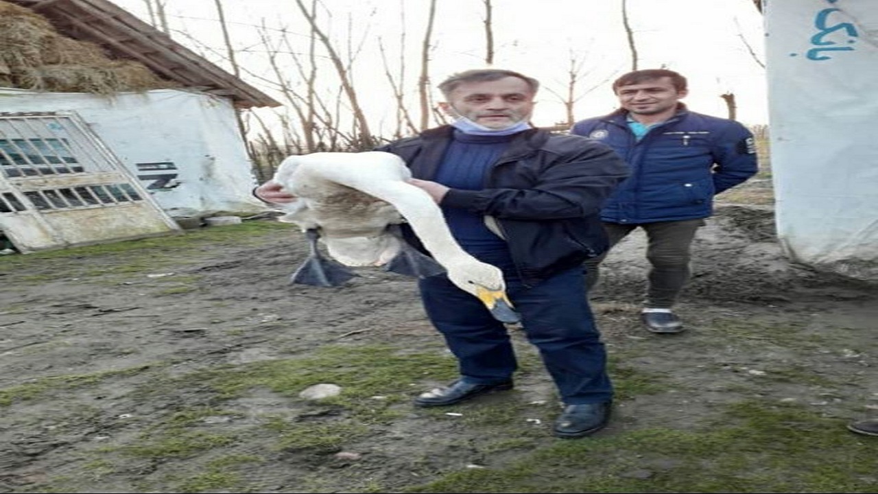 نجات یک قطعه قوی مهاجر در رشت
