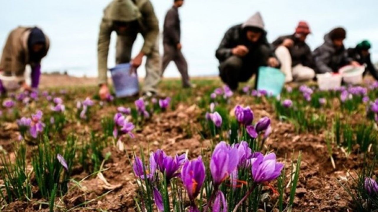 گره واردات بر تار و پود فرش ماشینی ایران گره واردات بر تار و پود فرش ماشینی ایران