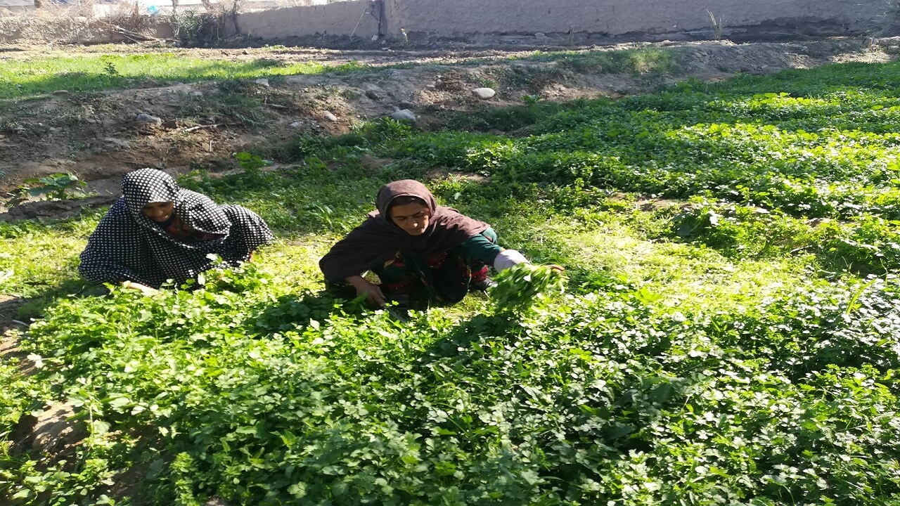 سالانه ۶۰ تن سبزیجات برگی در روستای کتوکان ایرانشهر تولید می‌شود