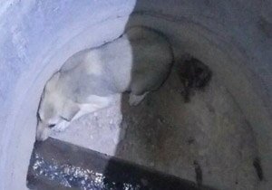 نجات سگ گرفتار در چاه آب