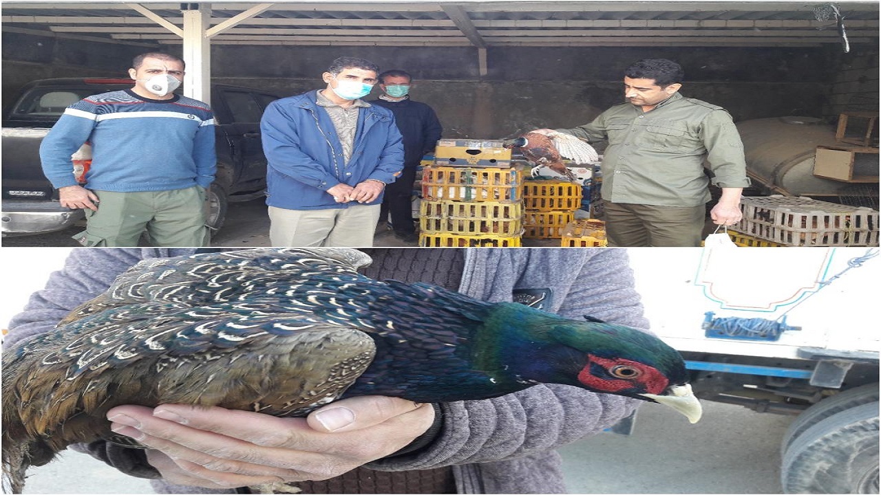 کشف و ضبط ۳۰۰ فرد قرقاول و ۲۰ فرد غاز در روانسر