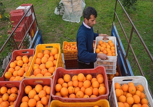 برداشت مرکبات در کهگیلویه وبویراحمد ۱۰ درصد افزایش یافت