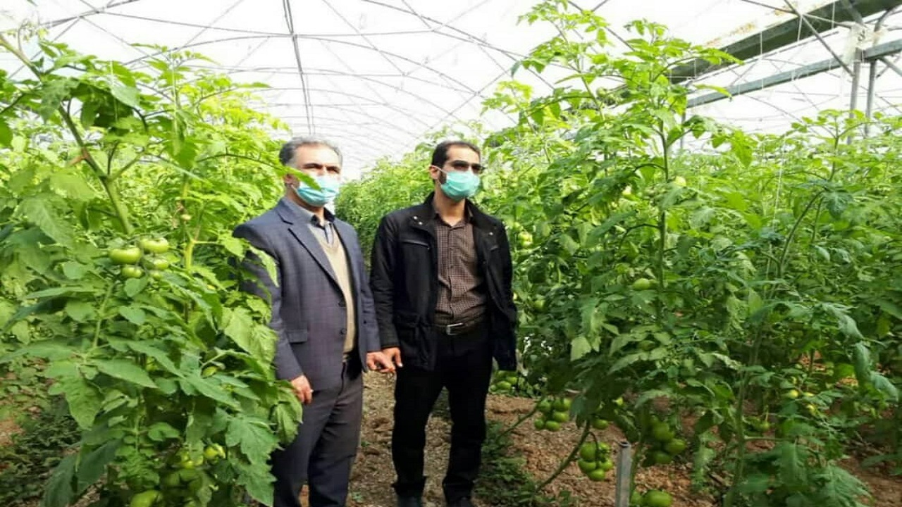 وجود ۴۰ واحد فعال گلخانه در شهرستان شهرکرد