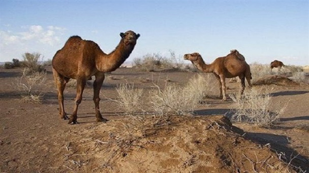 ۳۰۰ نفر شتر وارد سیستان و بلوچستان شده است