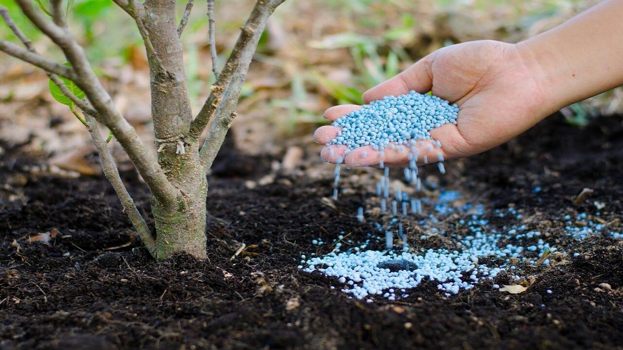 کوددهی بیش از یک میلیون اصله درخت و درختچه در مشهد