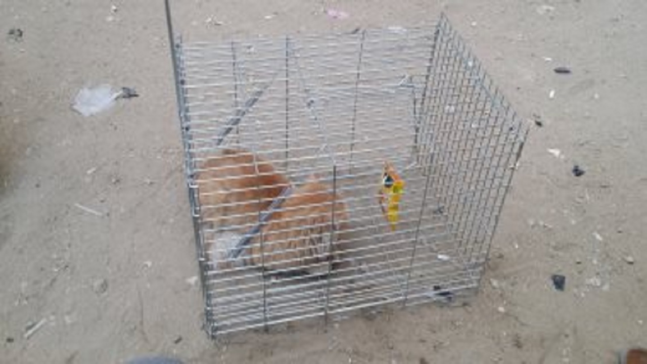 خشم دوستداران حیوانات از ایده به دام انداختن گربه‌ها + تصاویر