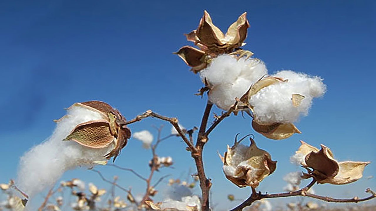 تعاون روستایی خراسان شمالی ۴۰ میلیارد ریال وش پنبه خریداری کرد
