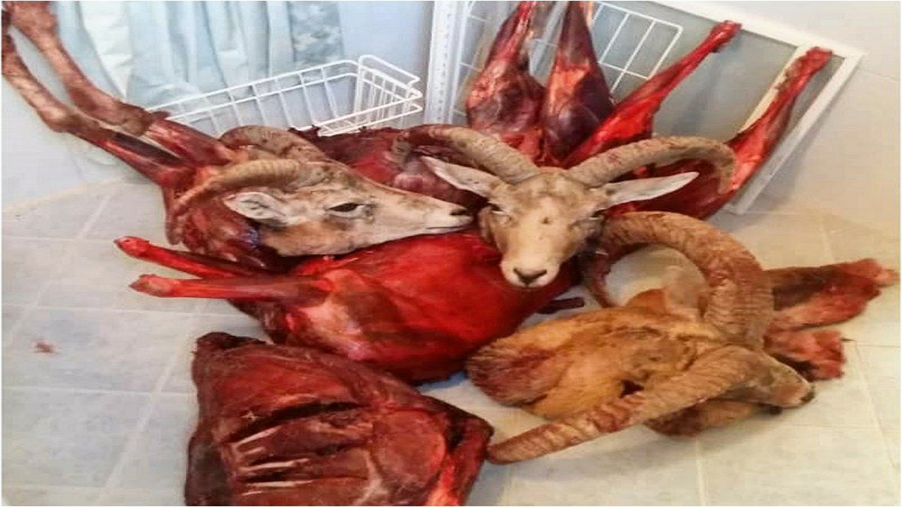 دستگیری شکارچی غیرمجاز در اردستان