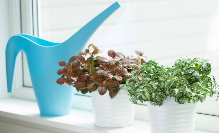 ۵ راه برای آب دادن به گیاهان وقتی در تعطیلات هستید
