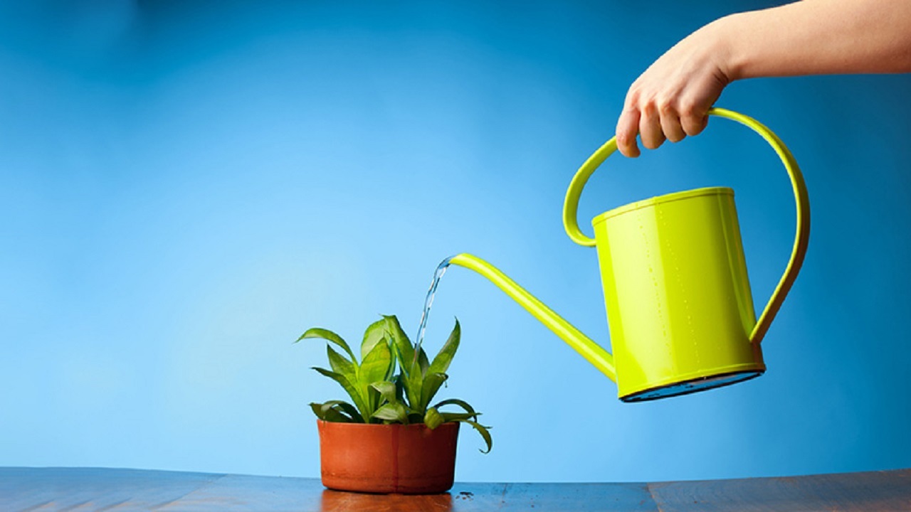 ۵ راه برای آب دادن به گیاهان وقتی در تعطیلات هستید