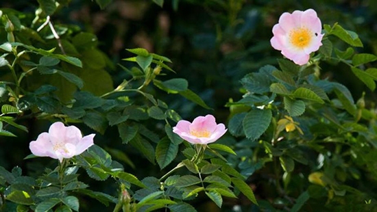 کلیساهای هزار ساله آلمان+تصاویر