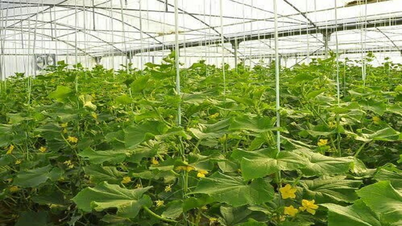 صدور مجوز احداث ۴ واحد گلخانه در شهرکرد