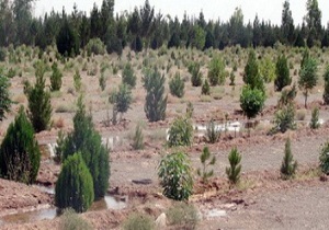 برگزاری مراسم نهالکاری در حمیدیه