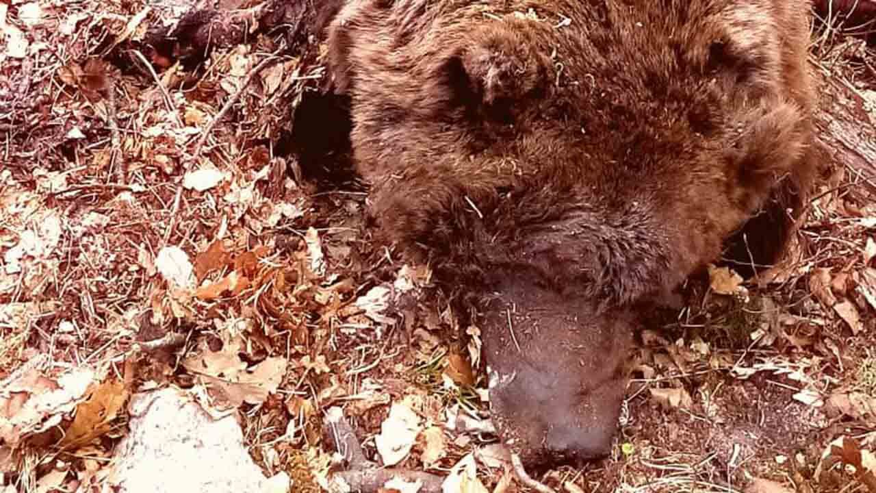 جستجو برای کشف لاشه یک قلاده خرس قهوه‌ای در ارتفاعات توسکستان