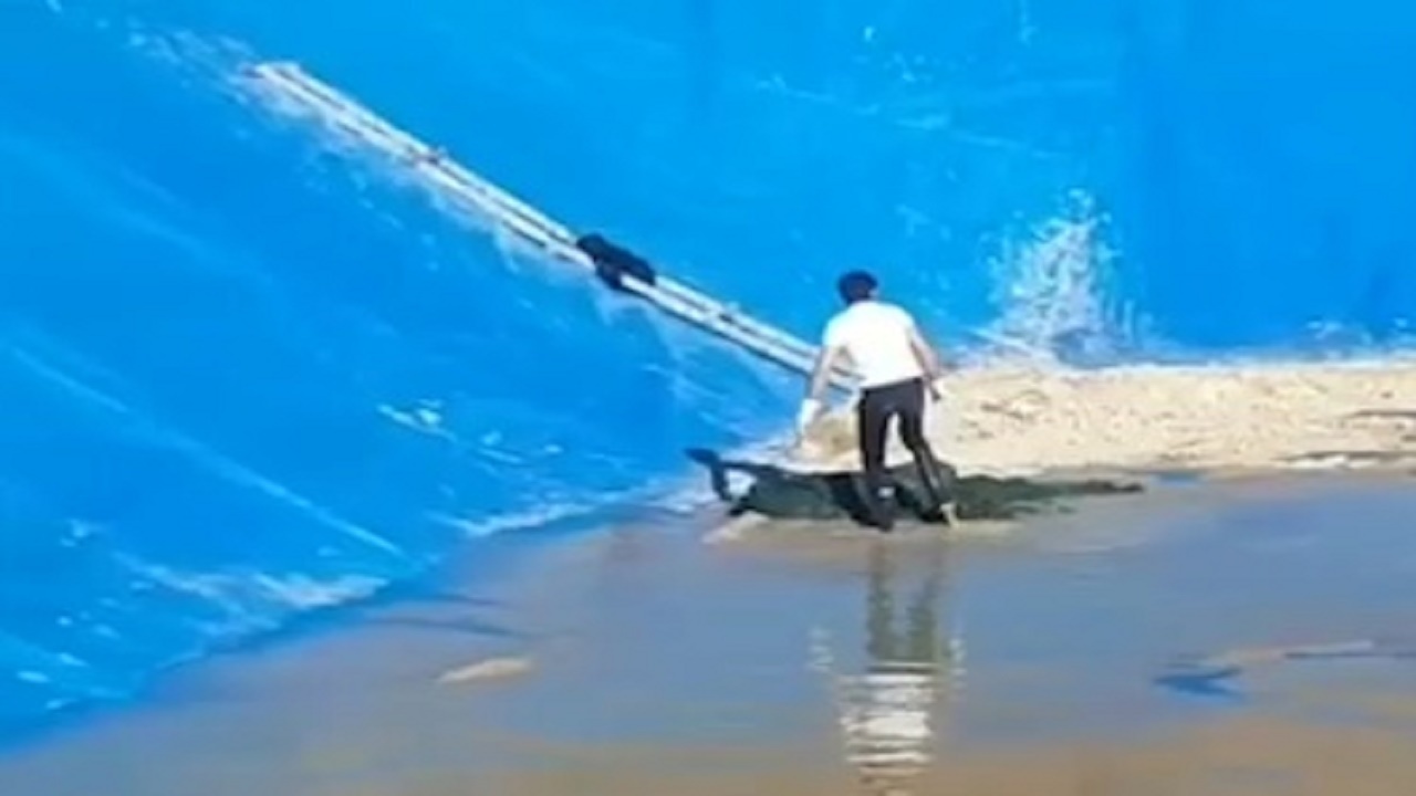 نجات یک قلاده روباه گرفتار در استخر آب کشاورزی سمیرم