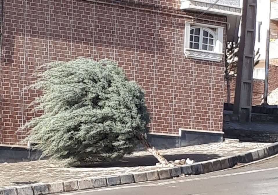 شکسته شدن درختان کوچک بر اثر تندباد در مهاباد