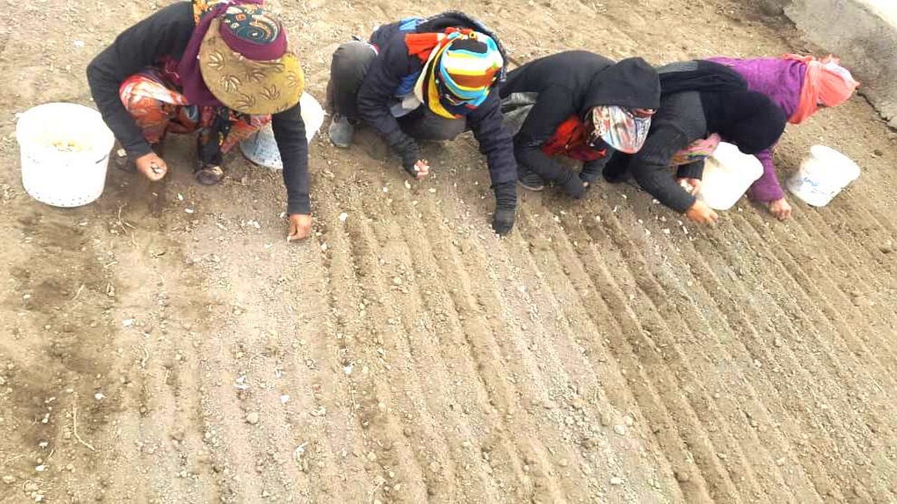 پایان کشت موسیر در چناران