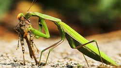 واکنش جالب یک اسب به صاحب غمگینش + فیلم