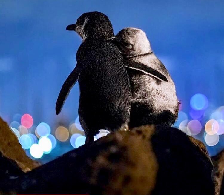 تصویر دو پنگوئن عاشق عاشقانه دو پنگوئن بر فراز کوهی در ملبورن + تصویر