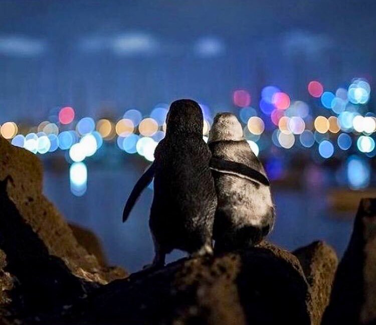 تصویر دو پنگوئن عاشق عاشقانه دو پنگوئن بر فراز کوهی در ملبورن + تصویر
