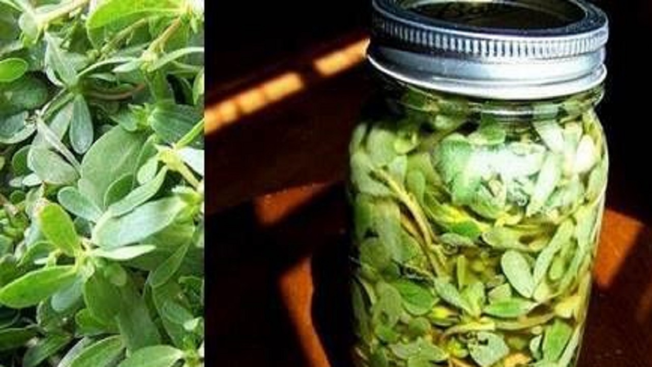 طرز تهیه ترشی خرفه خوشمزه با خواص دارویی