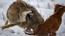 فرار پلنگ در مواجهه با یک گراز خشمگین + فیلم