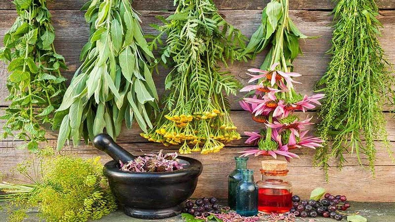 گیاهان دارویی کردستان تجاری سازی می‌شود