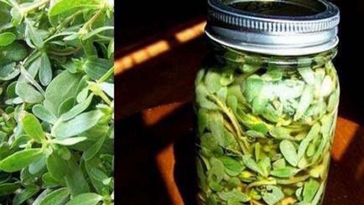آموزش آشپزی؛ از مرغ تنوری هندی و دلمه مرغ با پنیر تا چیز کیک پرتقال با پایه بیسکویت و کیک اسفنجی + تصاویر