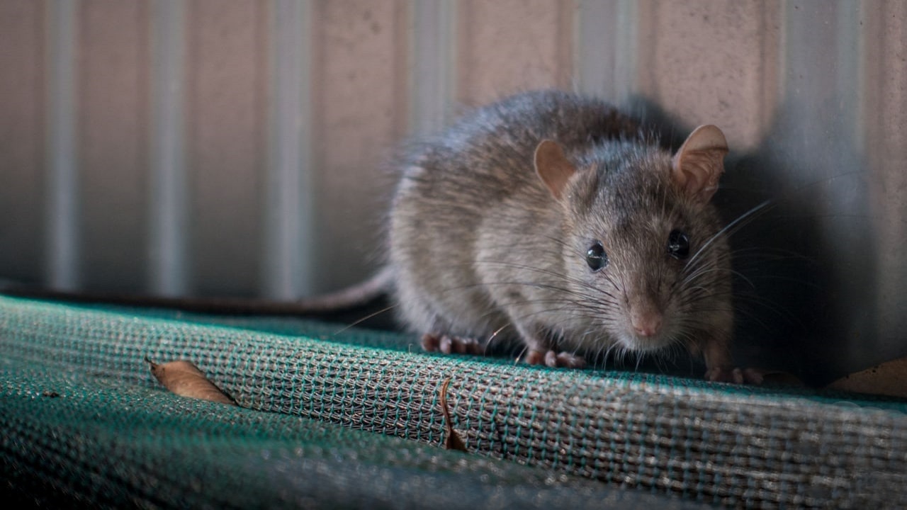 چهره عجیب موش رو به انقراض، محققان را شگفت زده کرد!
