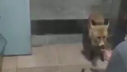 نجات جوجه اردک‌ها از داخل چاه توسط یک مرد خوش قلب + فیلم