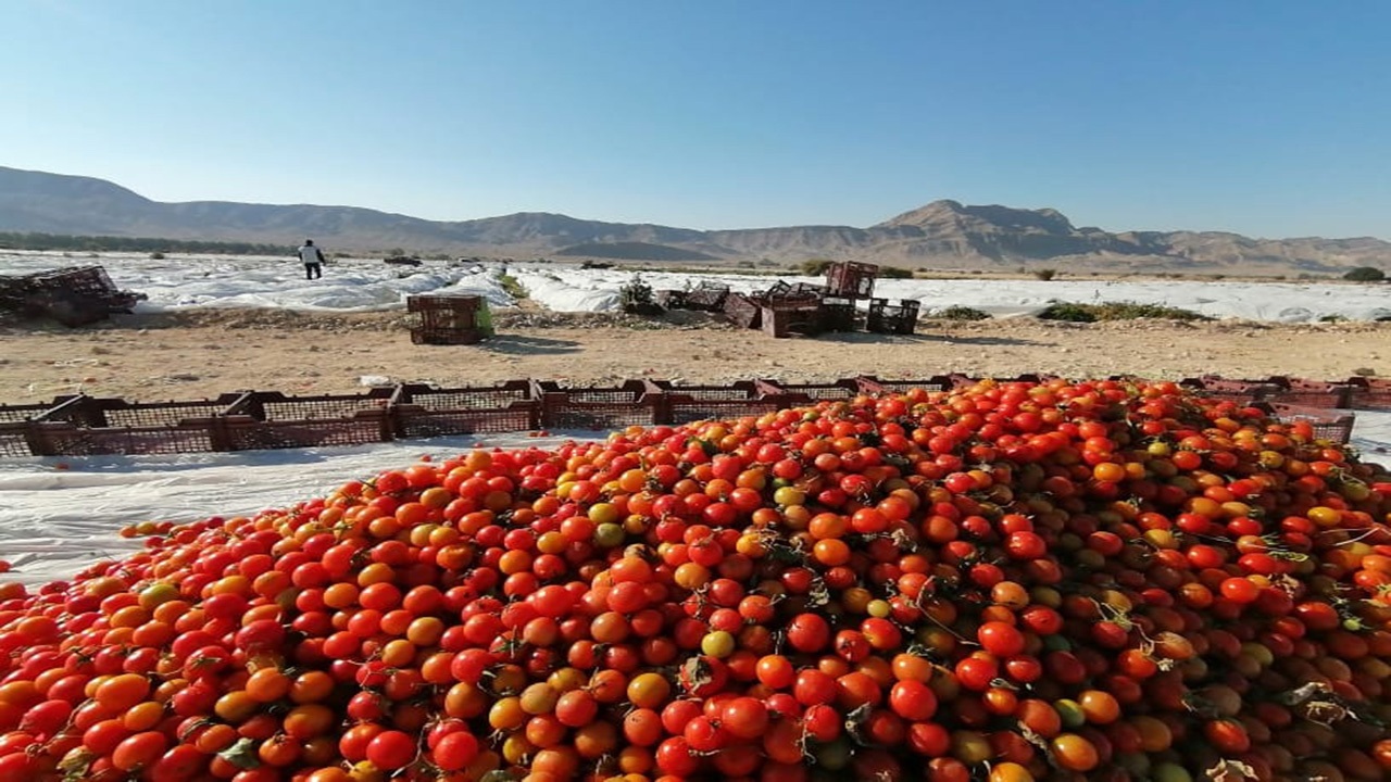 گوجه‌های گیلاسی لارستان در بازار تهران