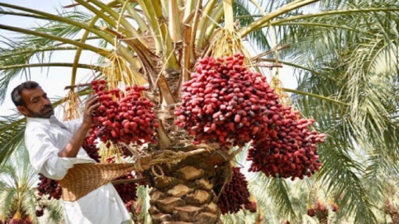 ۱۳۰۰ تن خرما از مهرستان به خارج صادر شد
