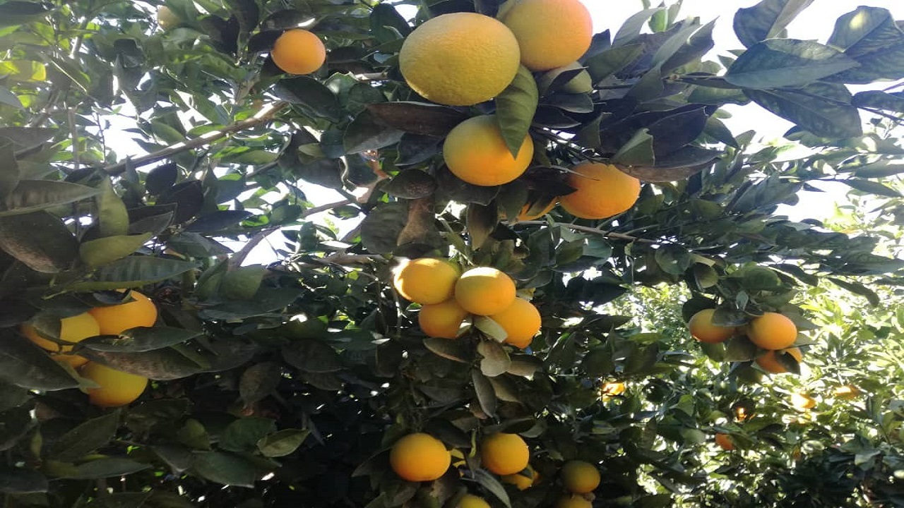 برداشت مرکبات از باغات فنوج آغاز شد