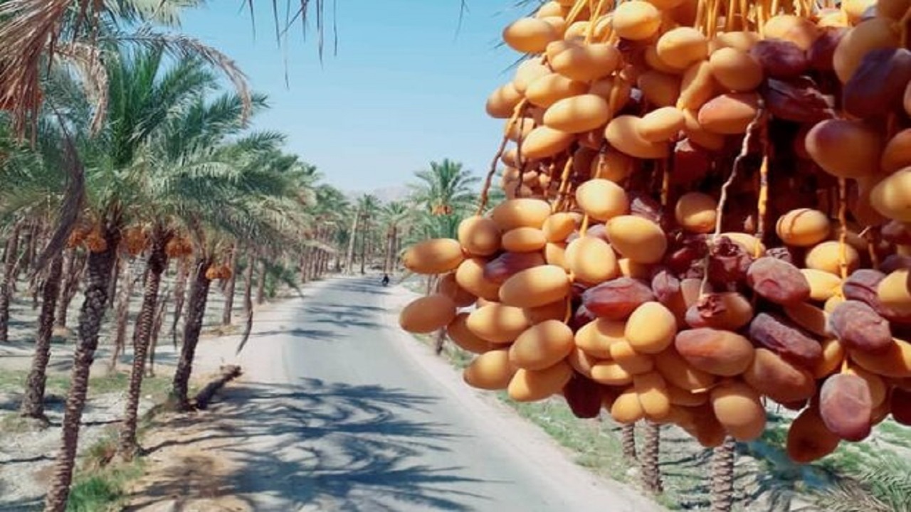 بهبود تولید و صادرات خرما با راه اندازی شهرک فناوری/ خرما امنیت غذایی کشور را تامین می‌کند