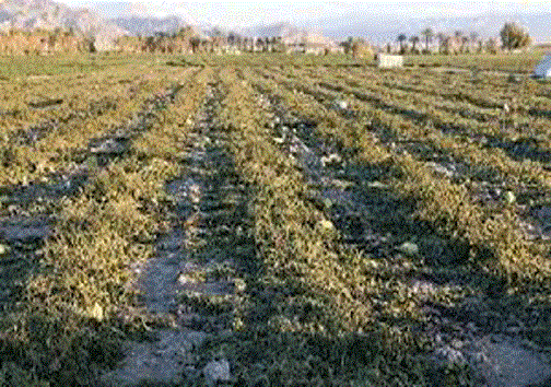 تکرار چندباره تاریخ در استان سمنان/ وقتی سرمازدگی تجربه نمی&zwnj;شود